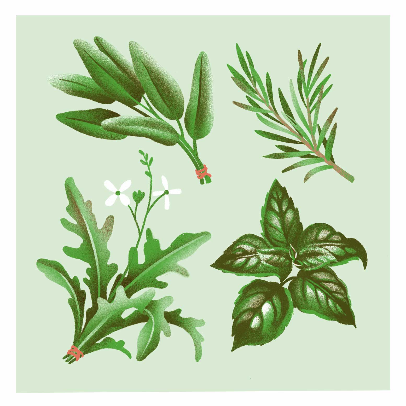 Gemüsekalender Risodruck - Patrizia Stalder - Isabelle Christ - Basel - Schweiz - Illustration - Komposition